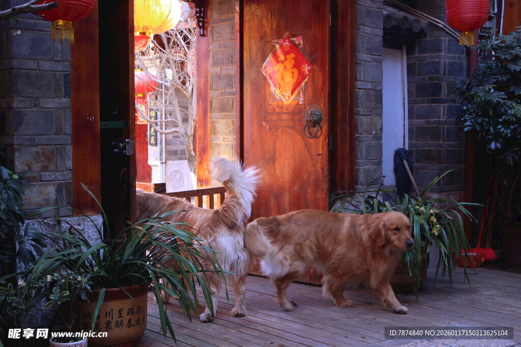 门前双犬伴中式庭院景