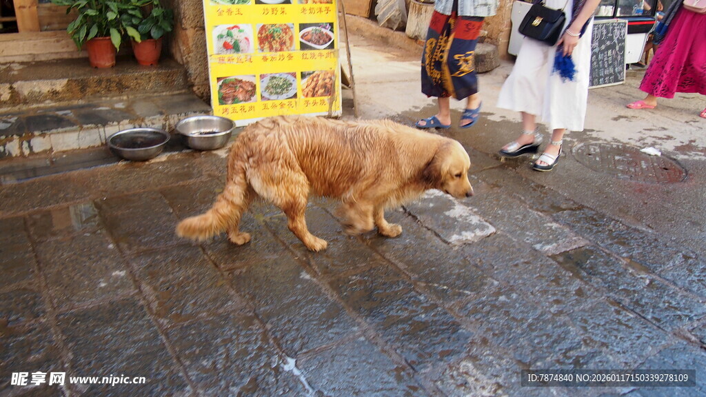 街头漫步的金毛犬