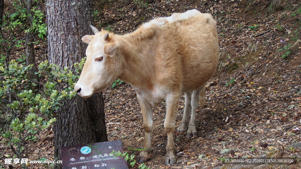 小牛亲昵蹭树