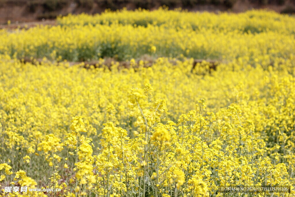 金黄油菜花田美景
