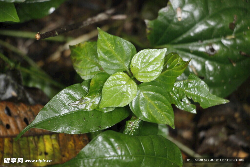 翠绿叶片植物特写