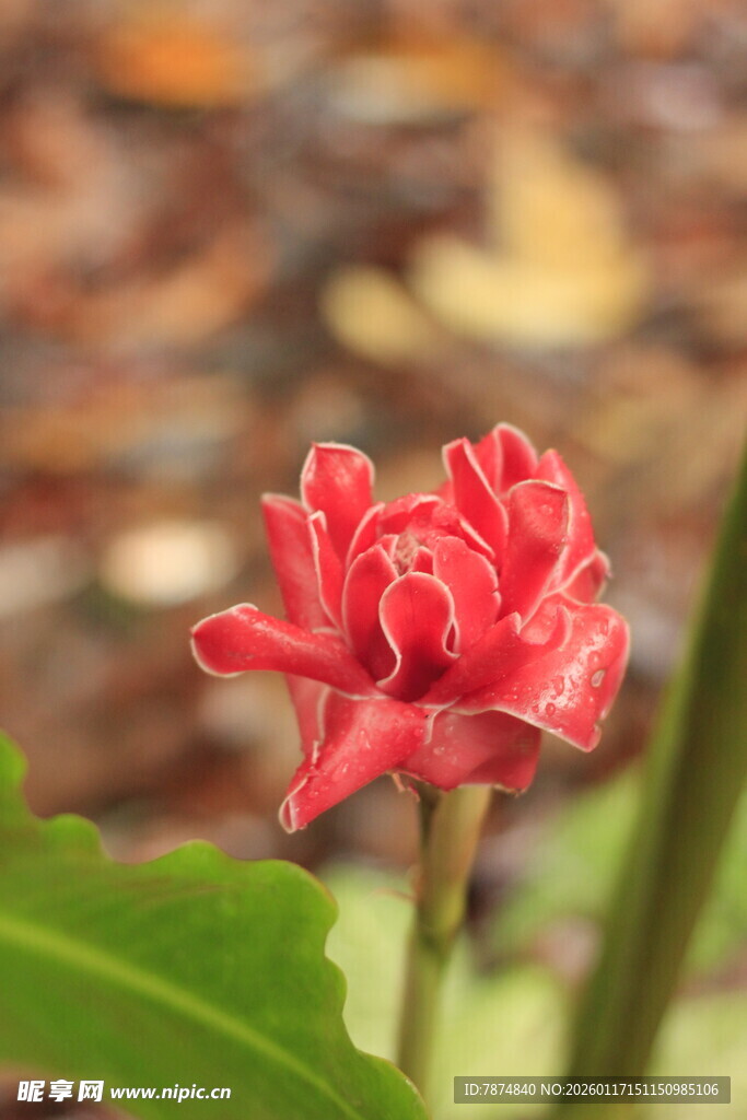 娇艳红花朵绽放