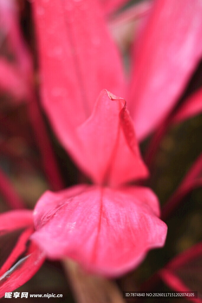 娇艳红花瓣特写