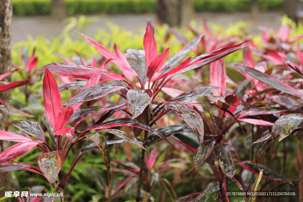 多彩红叶植物特写