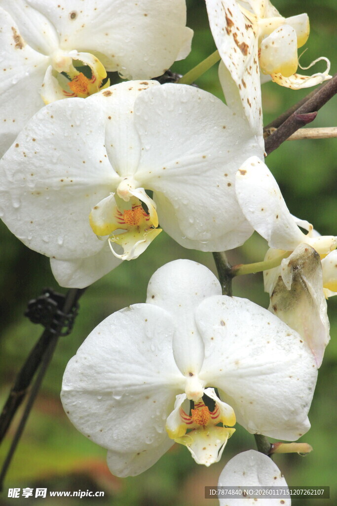白色蝴蝶兰特写