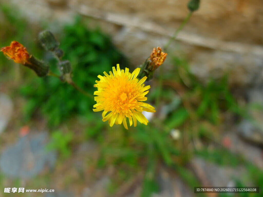 黄色小花绽放于草丛间