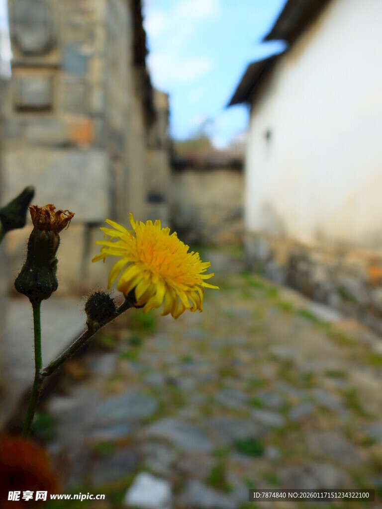 小巷中的灿烂黄色小花