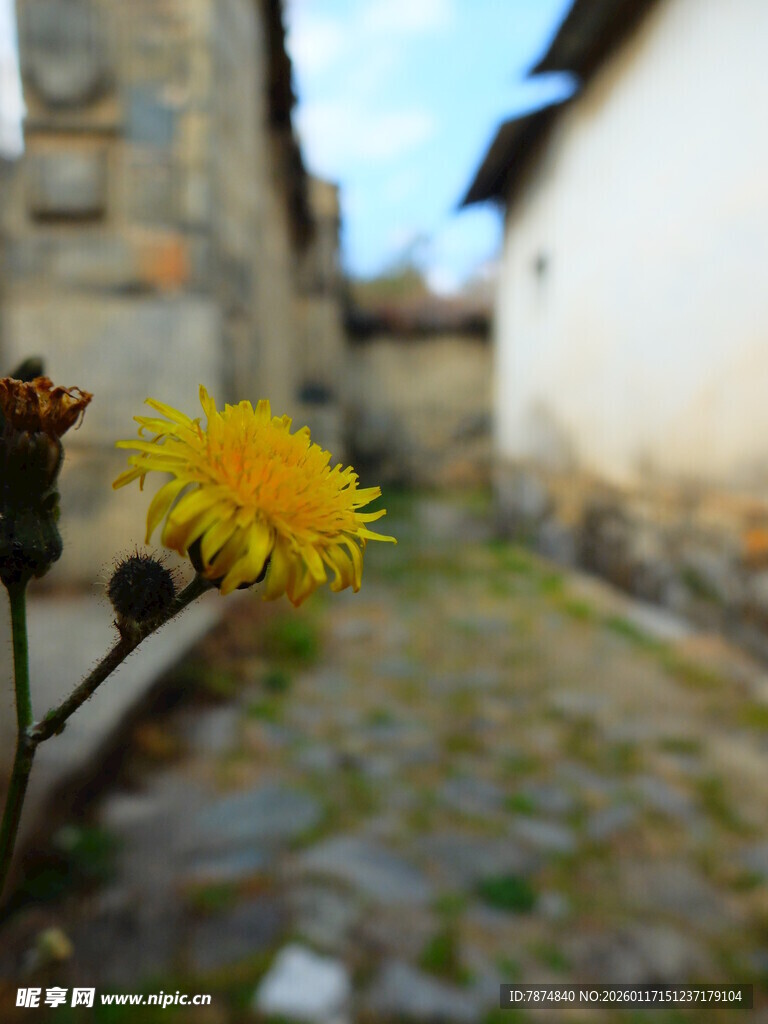 小巷中的灿烂黄色小花