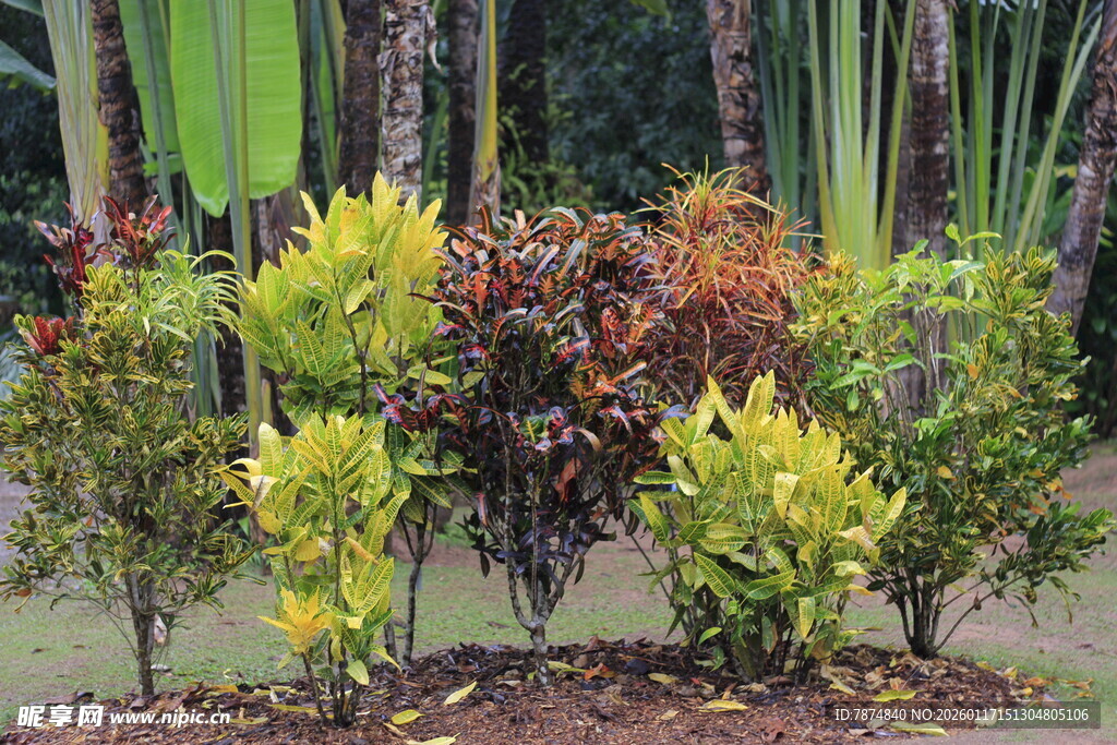 多彩植物景观