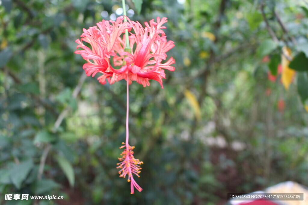 垂吊的艳丽红花