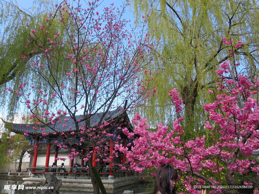 春日古亭繁花美景