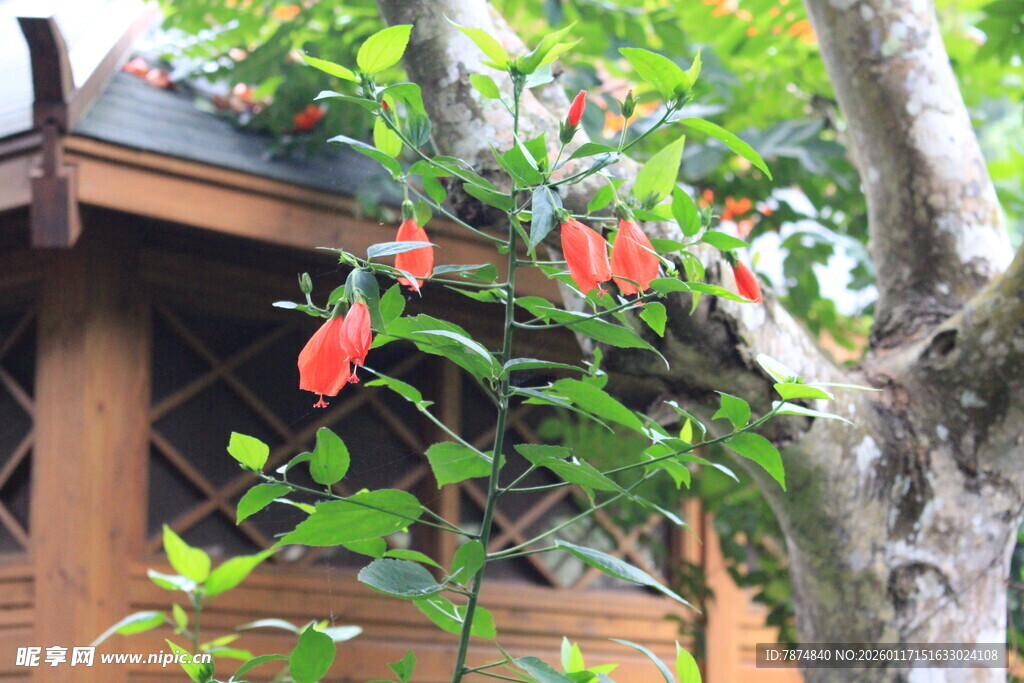 木屋外的艳丽垂吊花朵