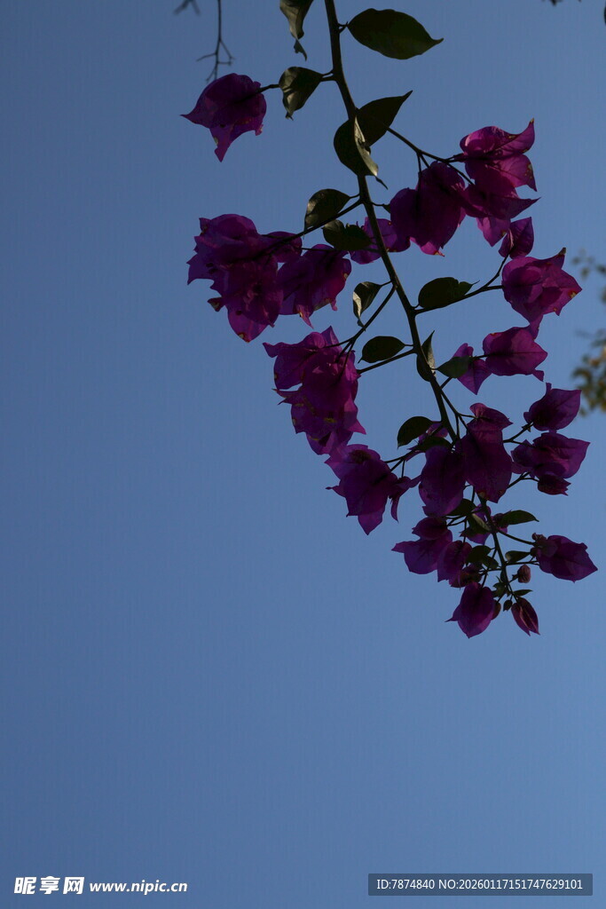 紫花垂挂蓝天