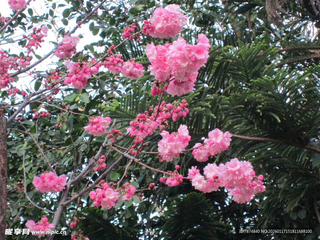 枝头绽放的娇艳粉色花朵