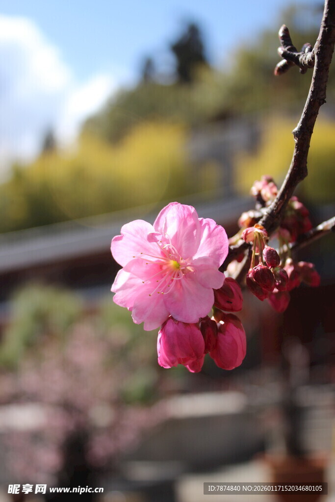 枝头绽放的娇艳粉色花朵