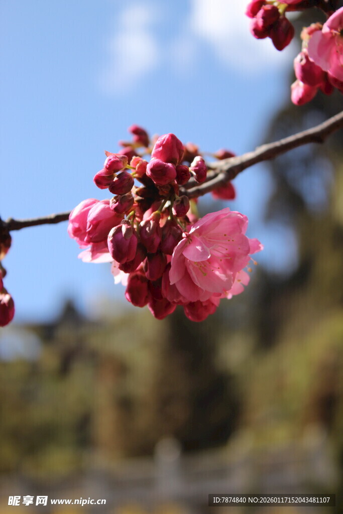 枝头绽放的娇艳粉色花朵