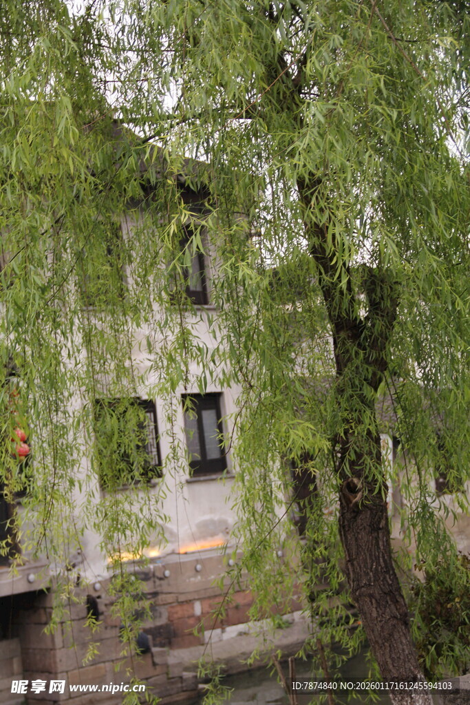 绿荫环绕的古朴小屋