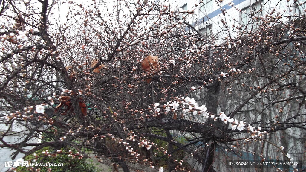 枝头残花伴光秃树枝