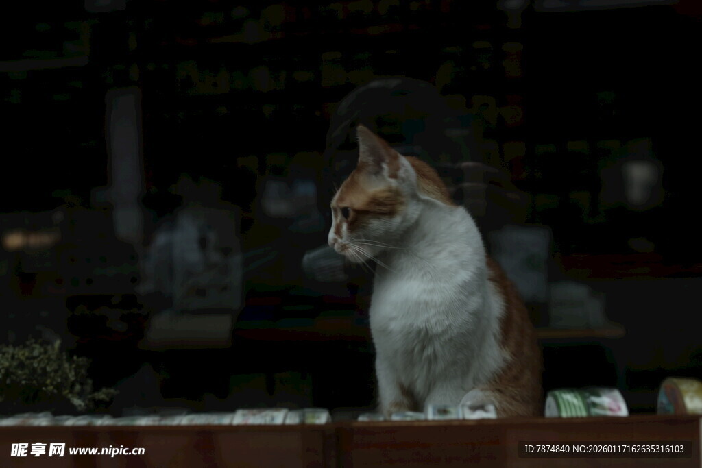 窗边的猫咪