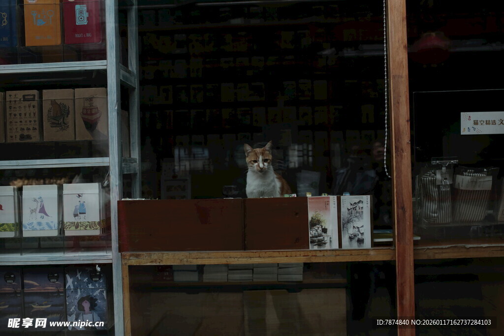 店内猫咪好奇张望