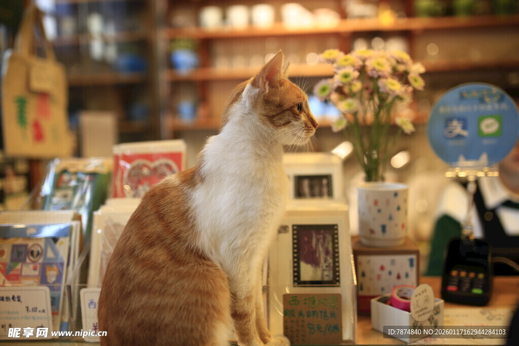 书店中的猫咪
