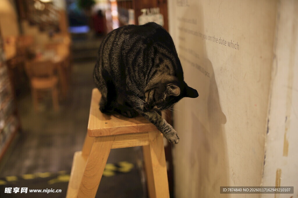 猫咪趴坐木凳靠墙休憩