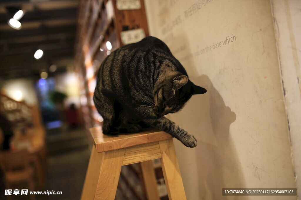 木凳上的黑猫