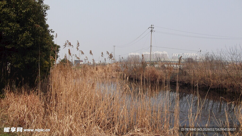 河畔芦苇与树木的自然景