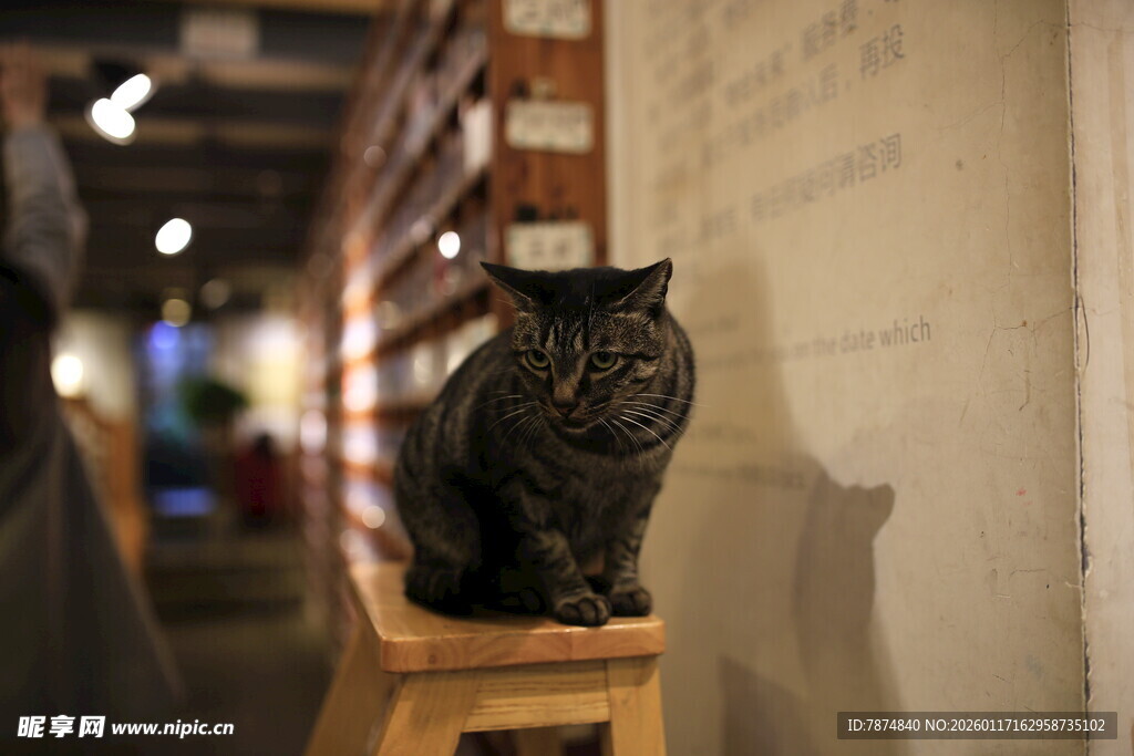 书架旁的黑猫
