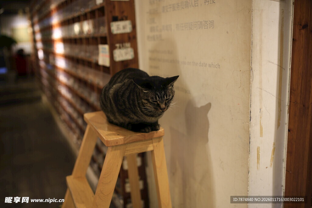 木凳上的黑猫