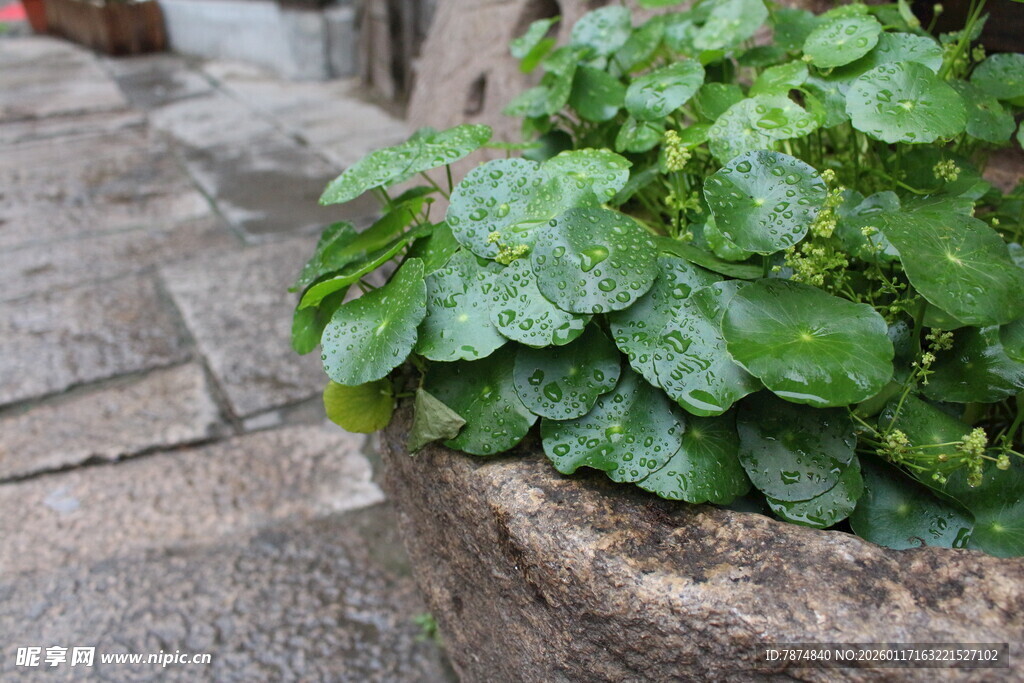 石缝中生长的翠绿植物