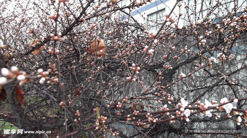 枝头残叶覆薄雪