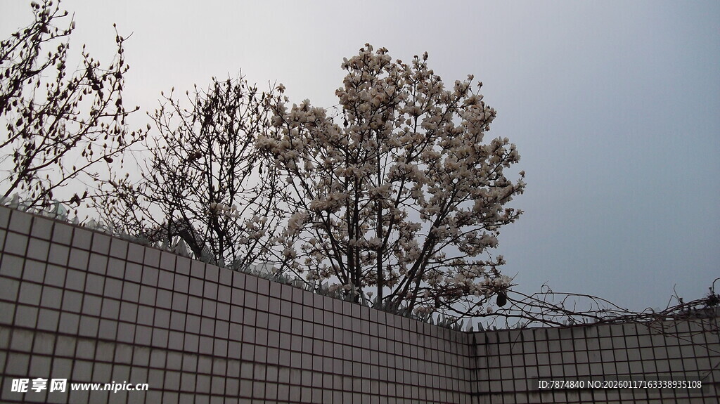 围墙后的树木与天空