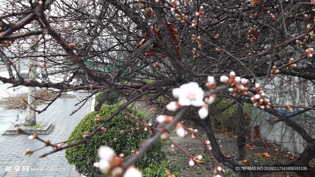 雪中绽放的娇艳梅花