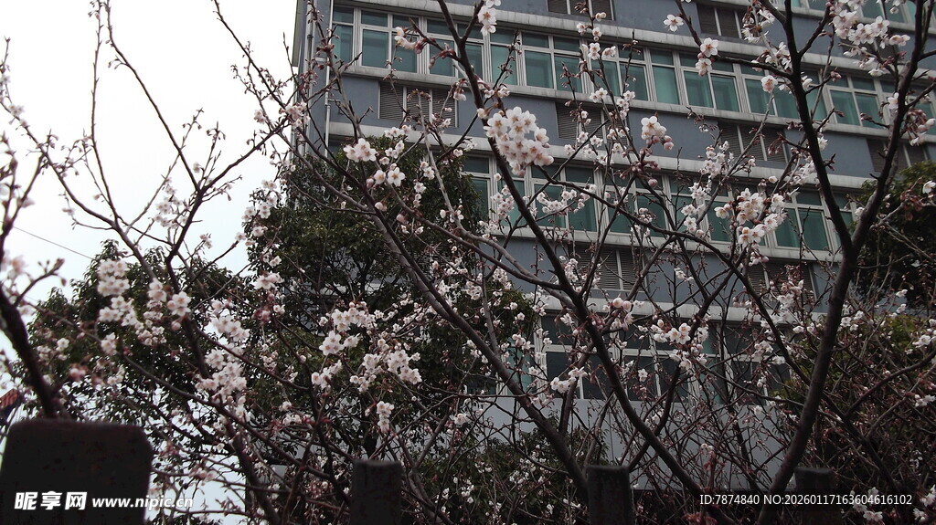 高楼旁绽放的烂漫樱花