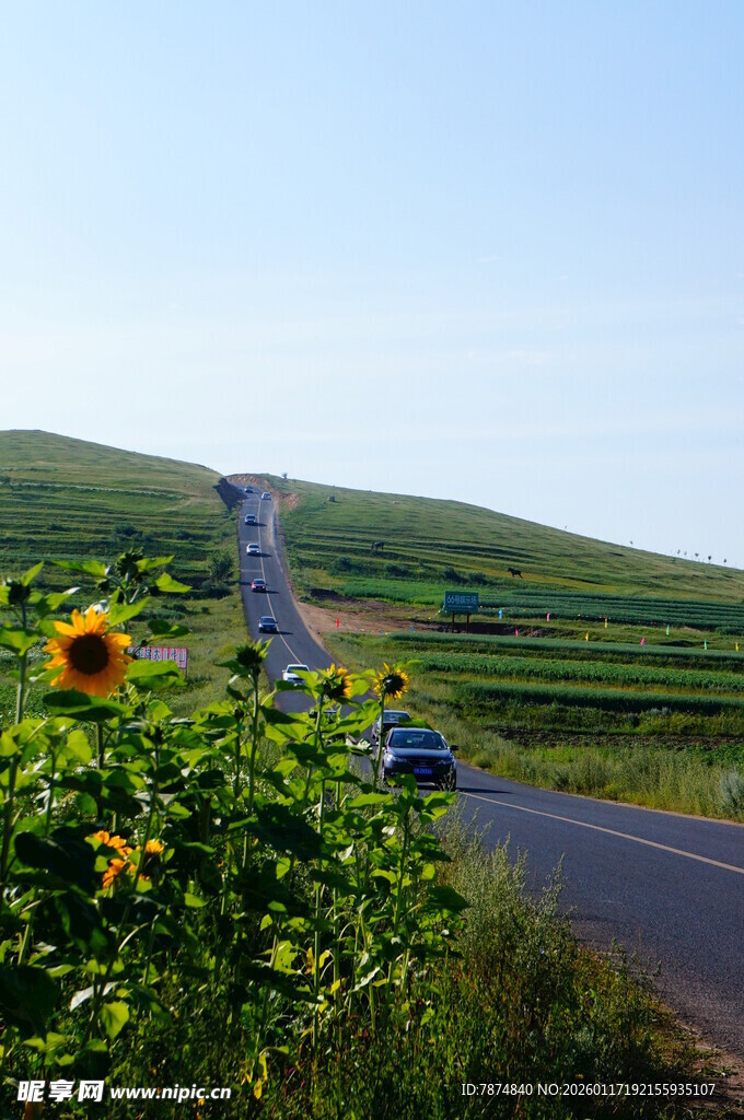 公路旁绽放的灿烂向日葵