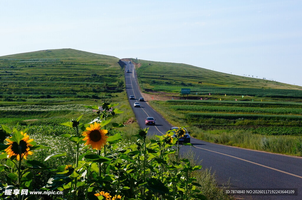 田园公路旁的灿烂向日葵