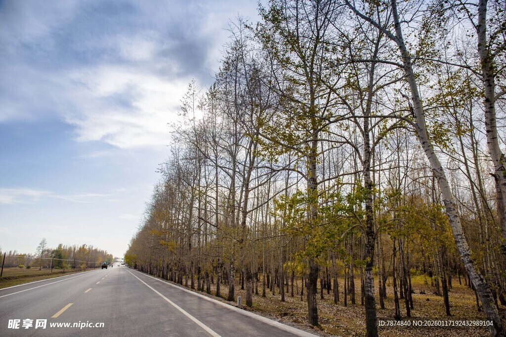 公路旁林立的树木