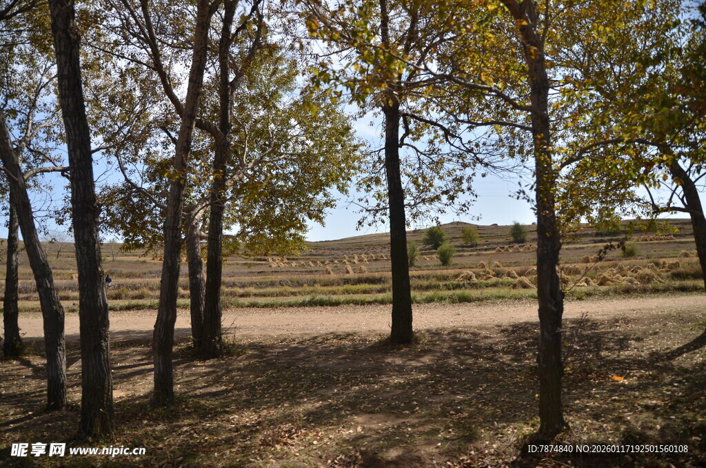 秋日林间风景