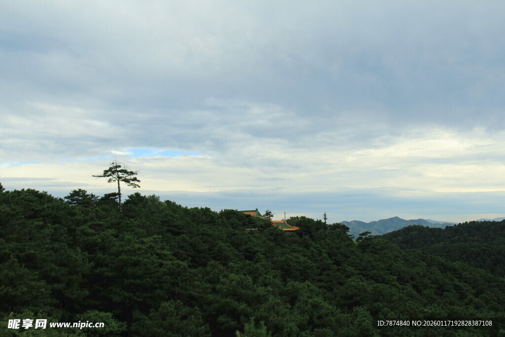山顶孤树伴云海美景