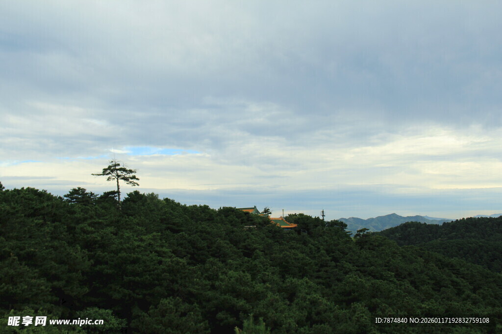 山顶孤树伴云海美景