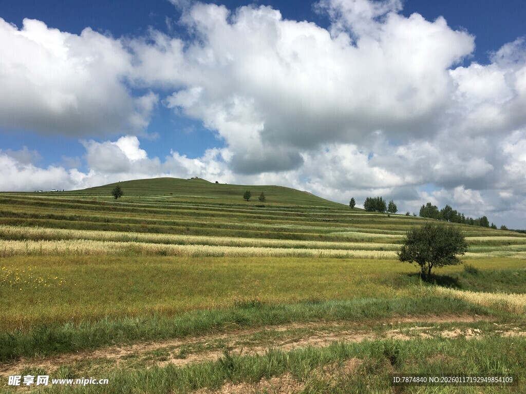 草原孤树 蓝天白云美景
