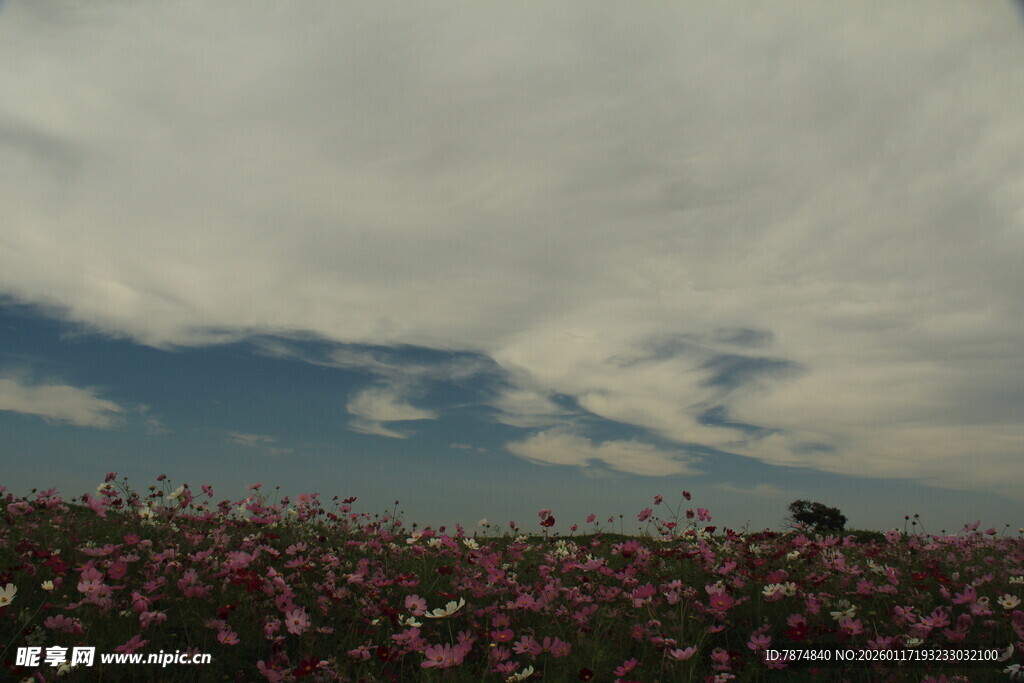 花海蓝天 梦幻田园景致