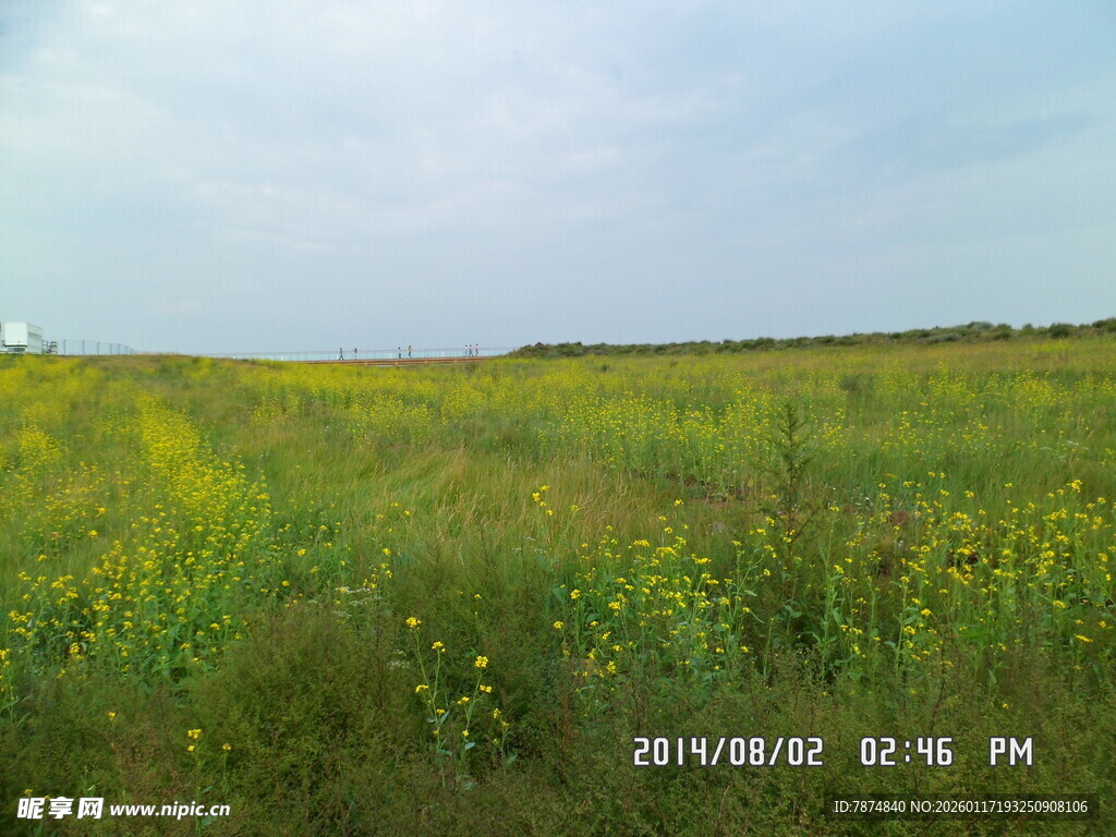 广袤田野中的灿烂黄花