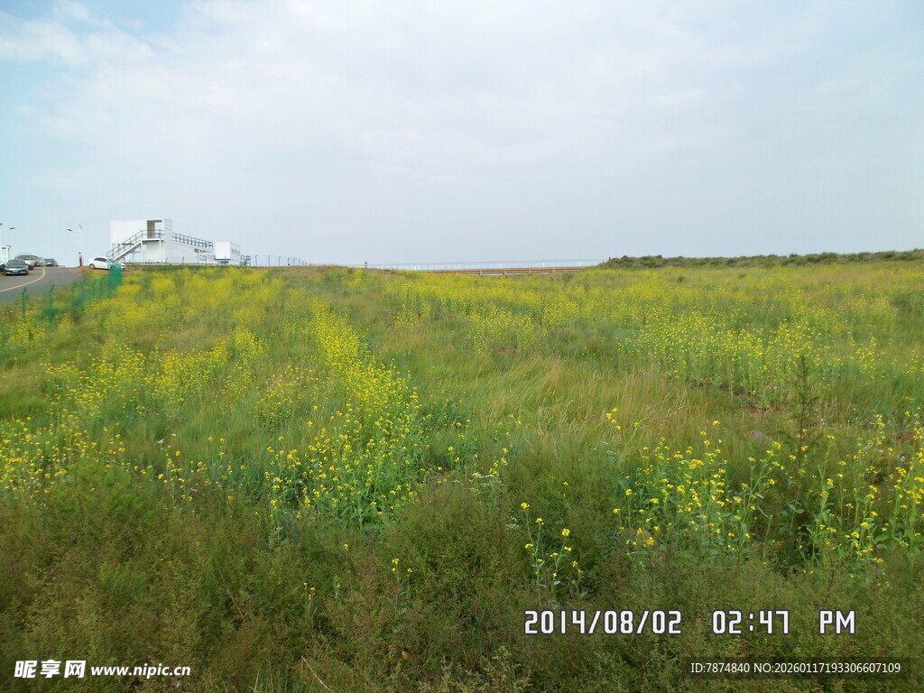 广袤田野上的灿烂黄花