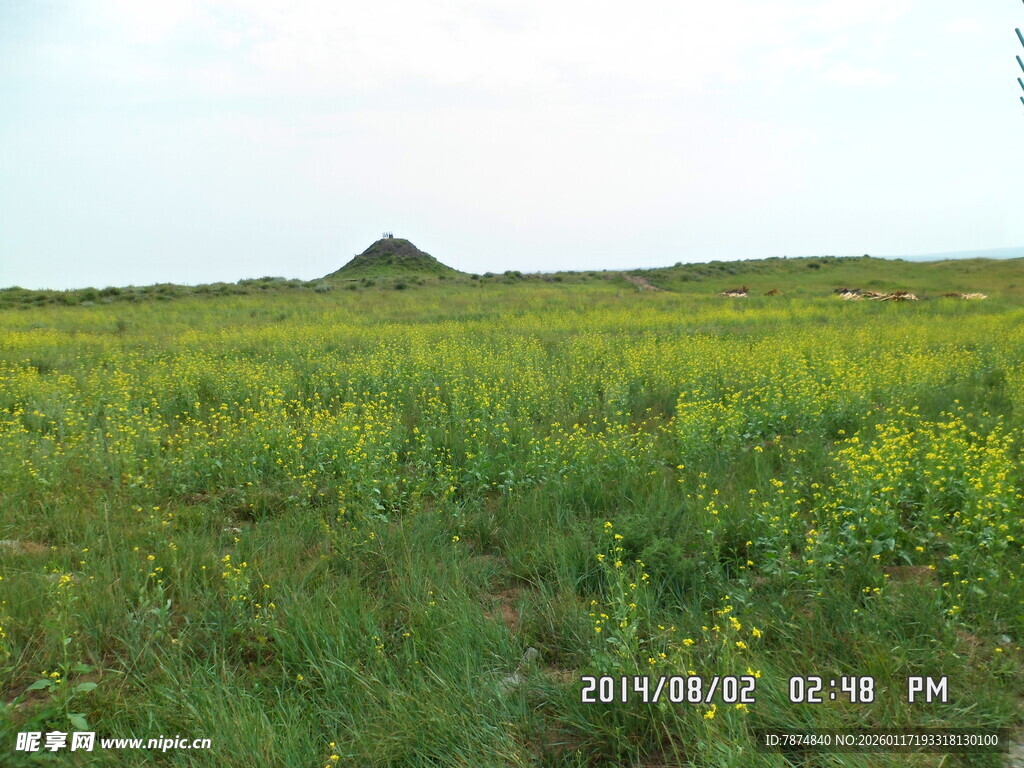 广袤田野上的黄色花海