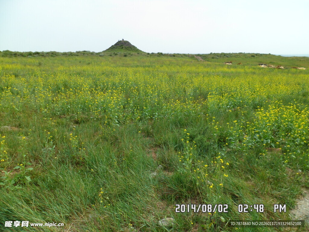 广袤田野间的灿烂黄花