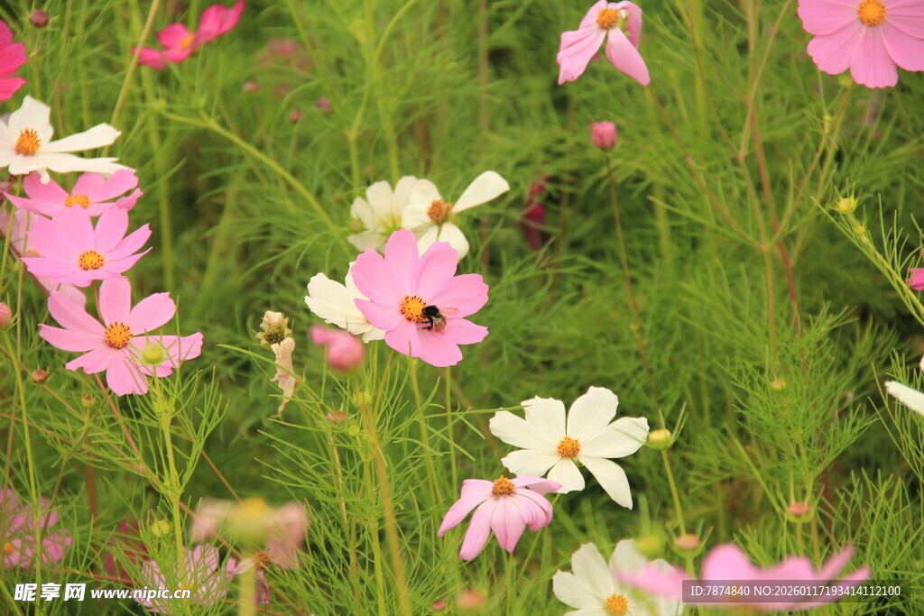 缤纷野花绽放绿意间