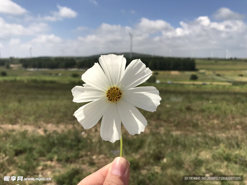手持白花于绿野蓝天间