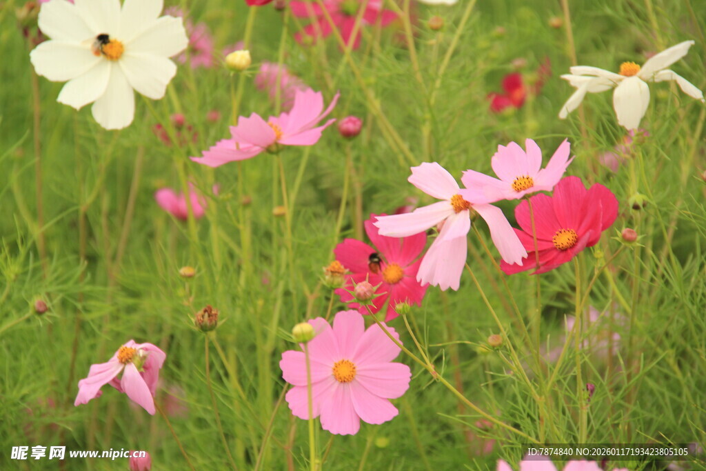 缤纷格桑花绽放于草地